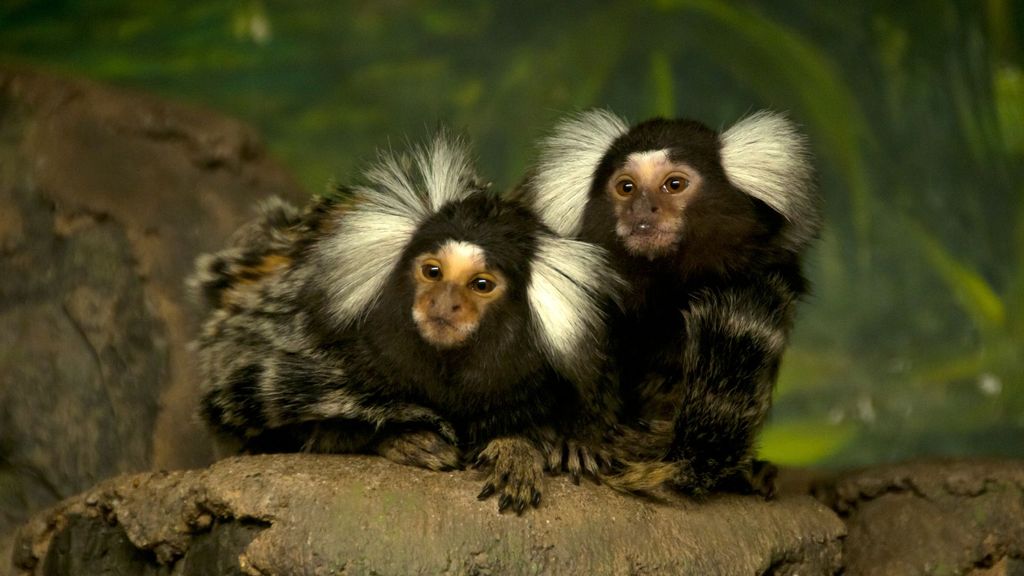 32 of the most unusual pets ever owned PetsRadar