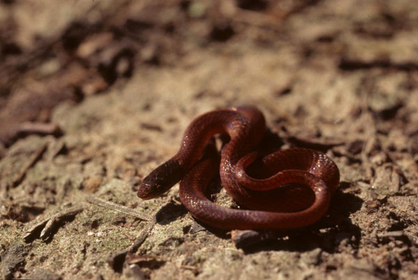 pine woods snake