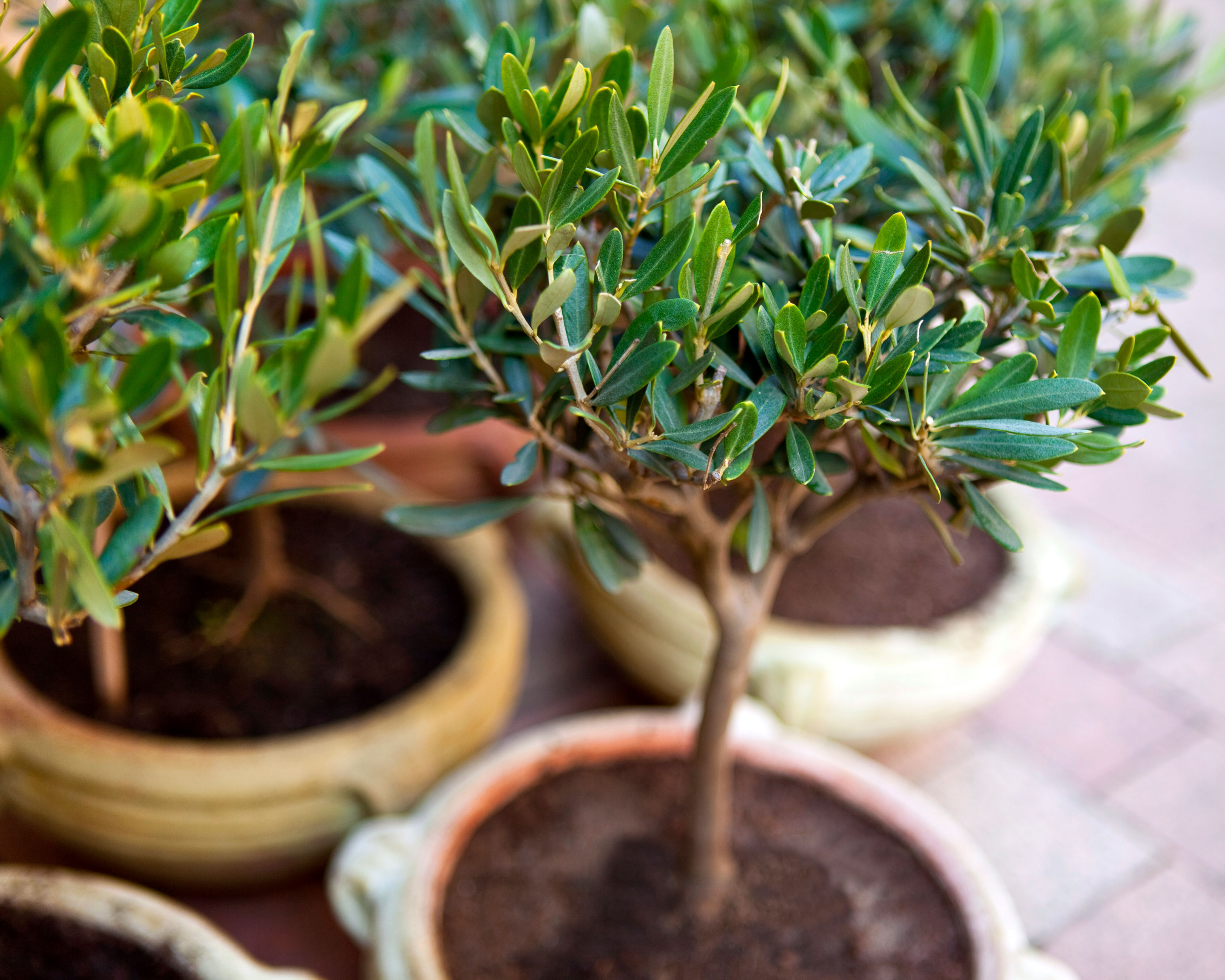 How to prune olive trees the best ways and when to prune Homes & Gardens