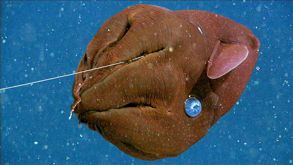 Gallery Vampire squid from hell Live Science
