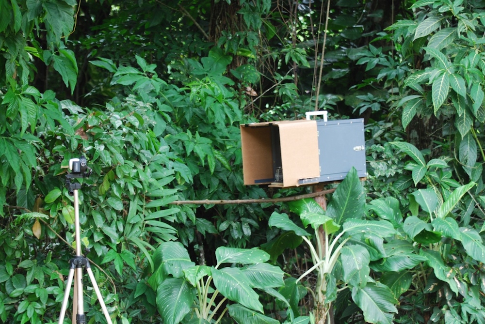 marmoset theater