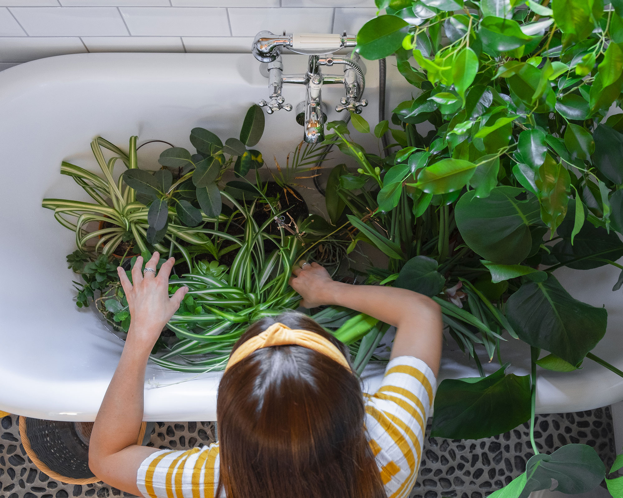 How to clean houseplant leaves expert tips to add shine Gardeningetc