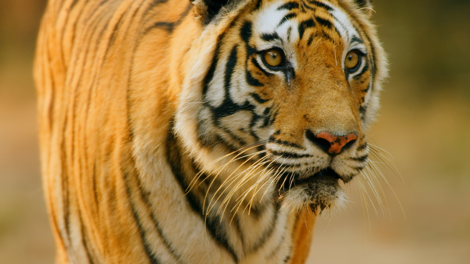 India&rsquo;s Bandhavgarh Tiger Reserve