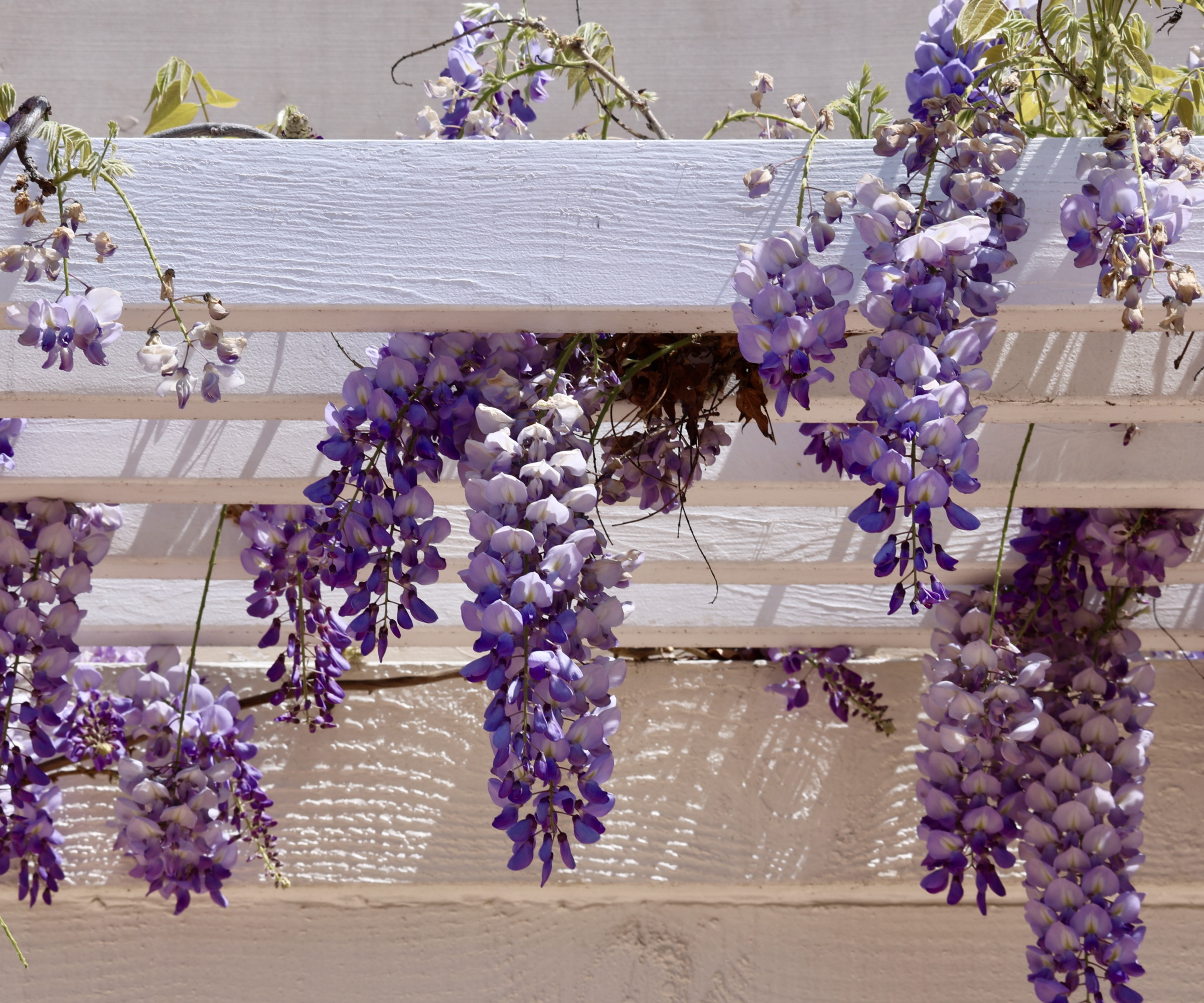 How to grow wisteria from cuttings with expert advice Homes & Gardens