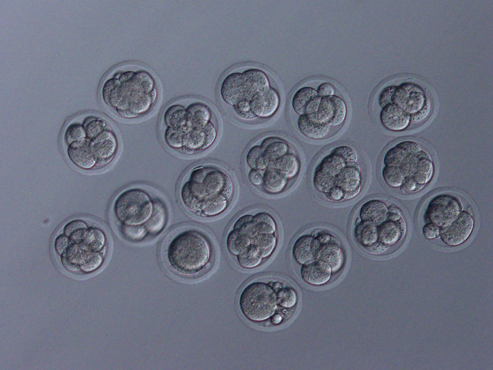 Embryos developed normally in the lab after fertilization with sperm that was freeze-dried and stored in space. They&rsquo;re seen here in an eight-cell stage.