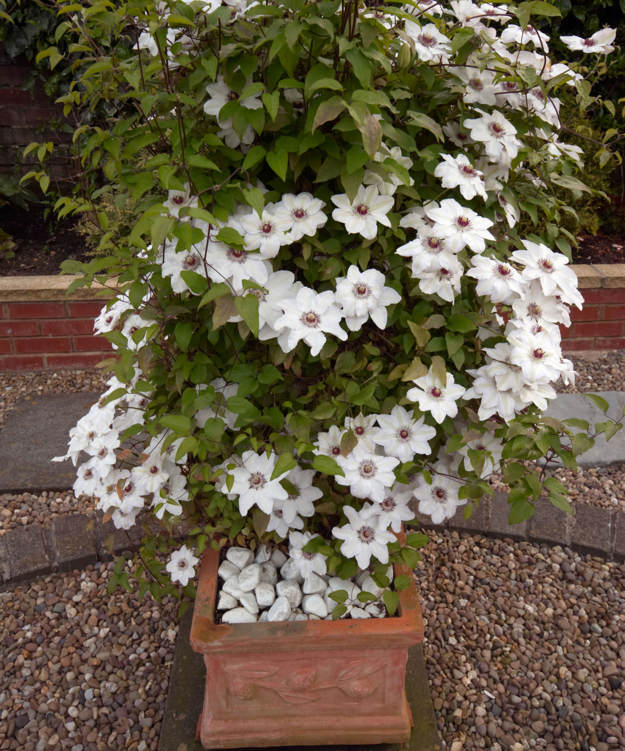 How to grow clematis in pots expert tips for containers Homes & Gardens