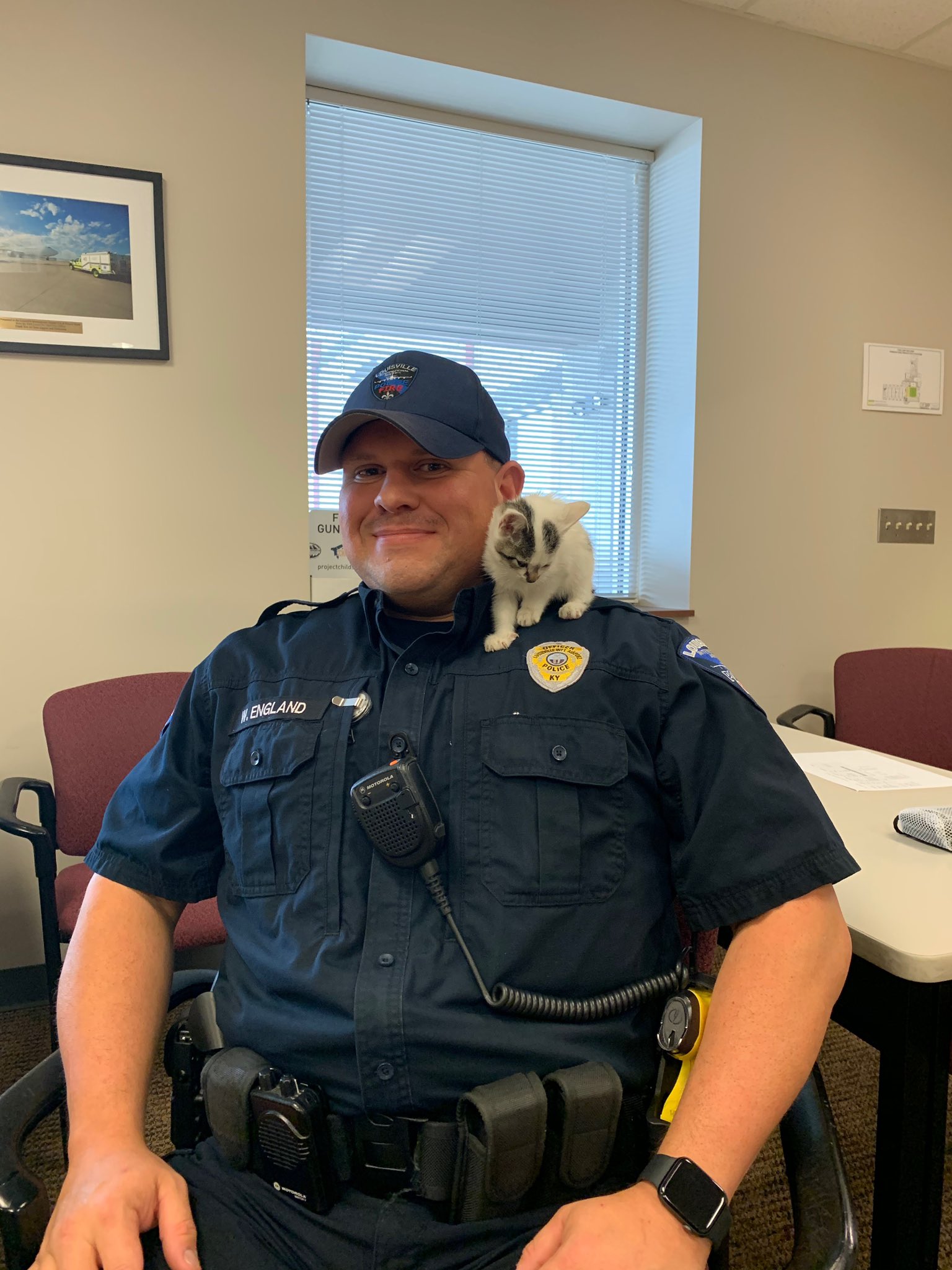 Stray kitten rescued from Louisville airport ramp adopted by public