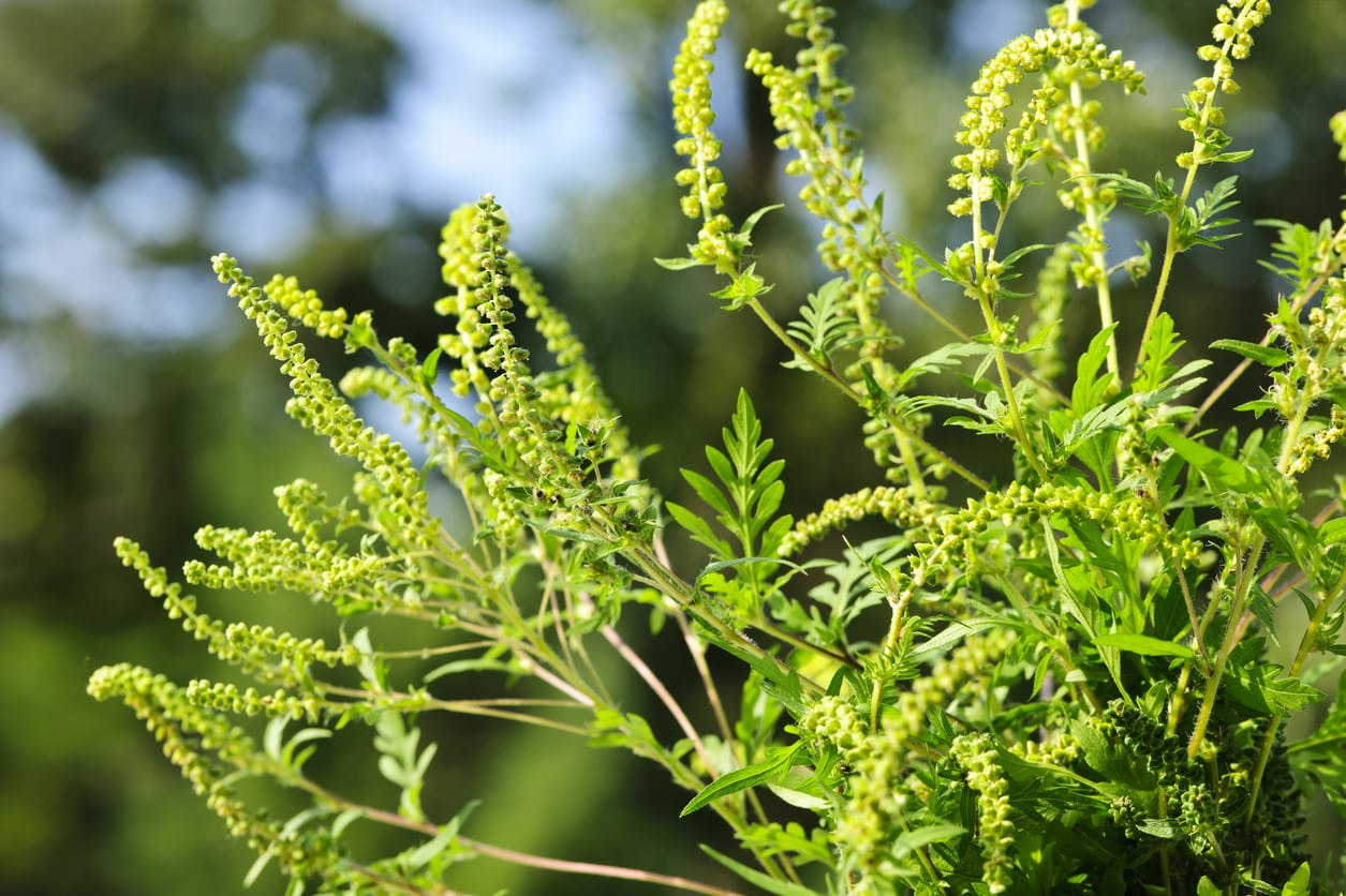 Fall Allergy Plants Learn About Plants That Cause Allergies In Autumn
