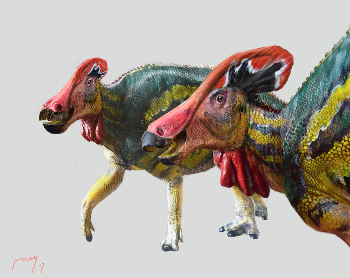 Scientists discovered a new species of dinosaur called the Tlatolophus galorum.