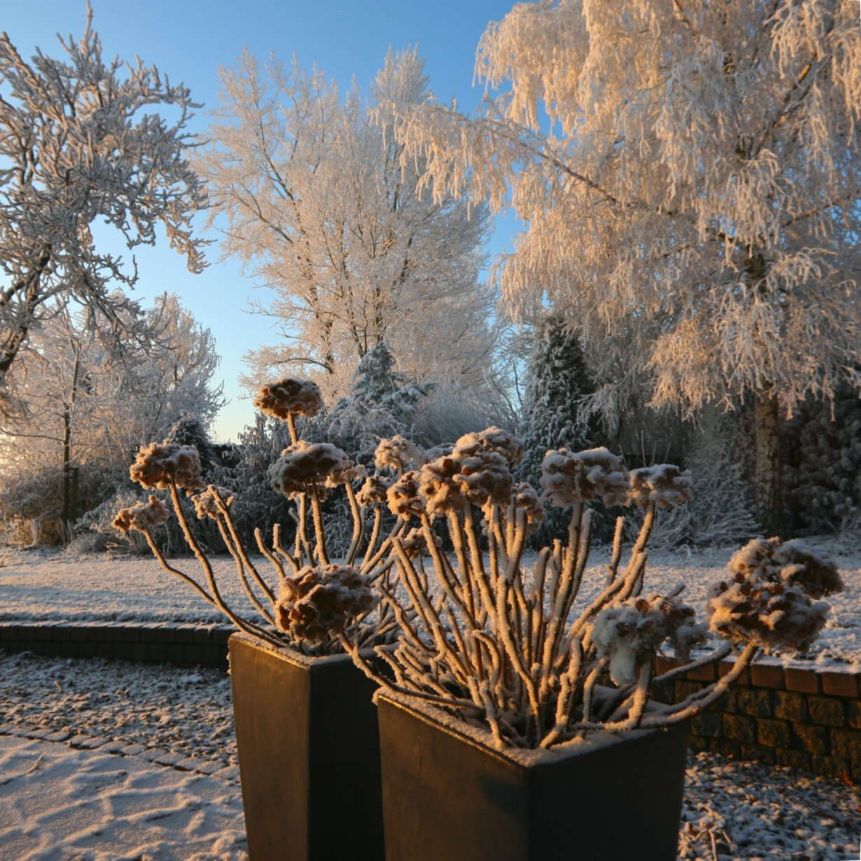 A snow covered garden catches the evening light