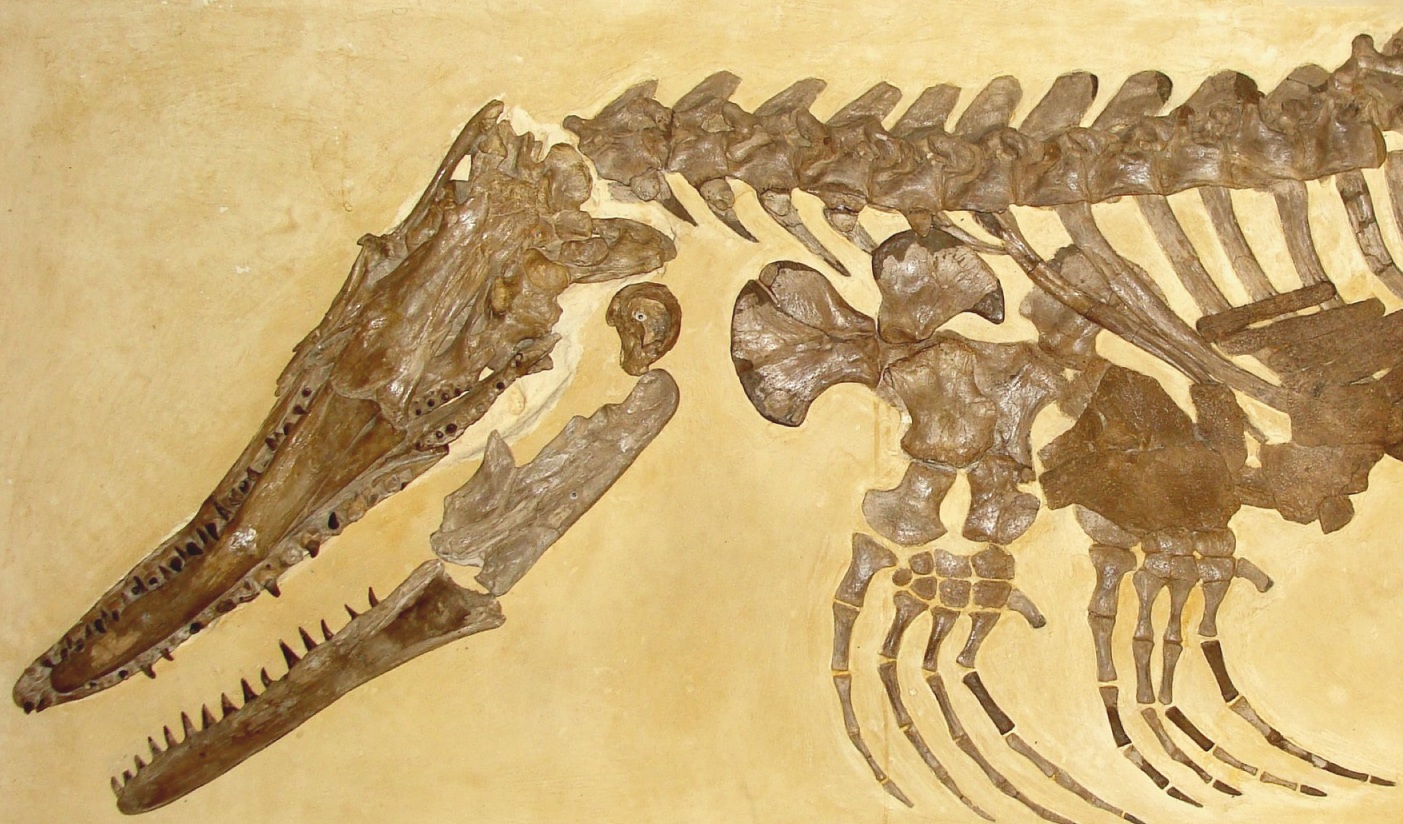 This is a skeleton of the mosasaur Ectenosaurus. Left scale bar: about 4 inches (10 cm).