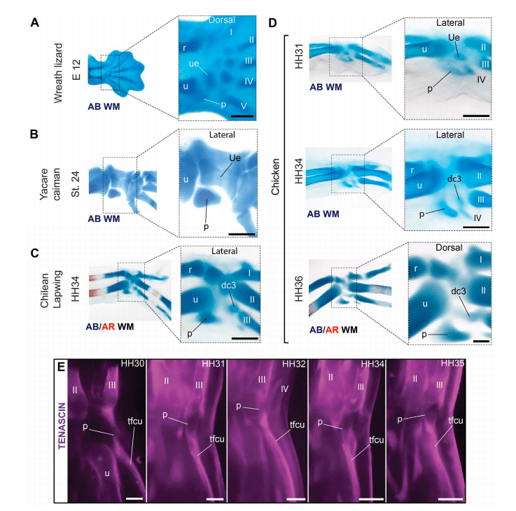 A tiny crumb of bone known as the pisiform was lost in bird-like dinosaurs but re-evolved in modern birds.