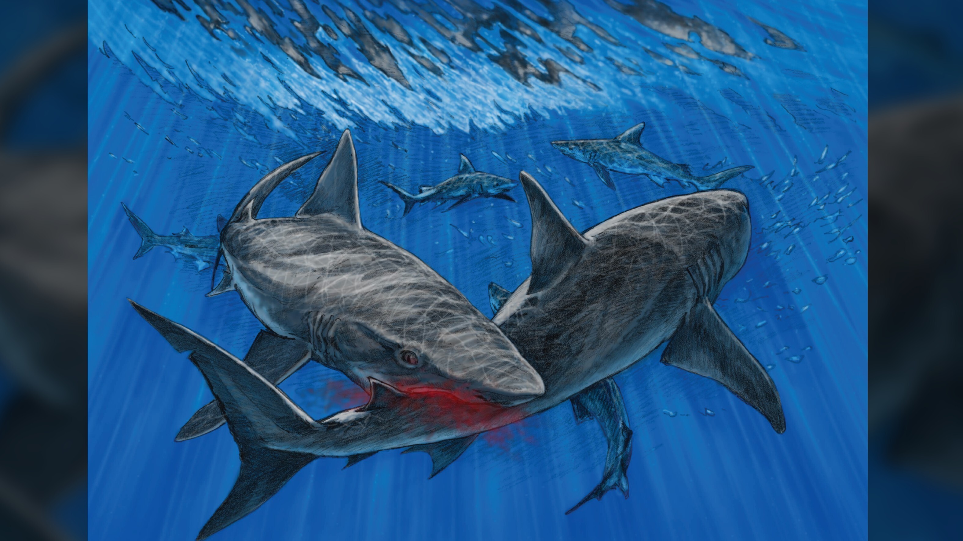 This illustration, depicting an active predatory encounter between two requiem sharks off what is now the coast of Maryland, shows one possible way the shark vertebra could have been bitten.