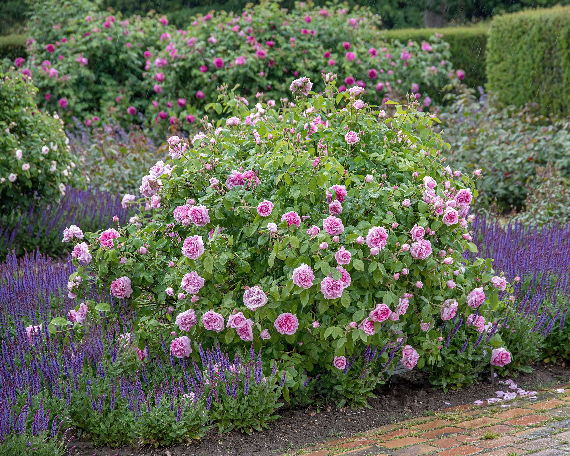 Heirloom roses top tips for these classic blooms Gardeningetc