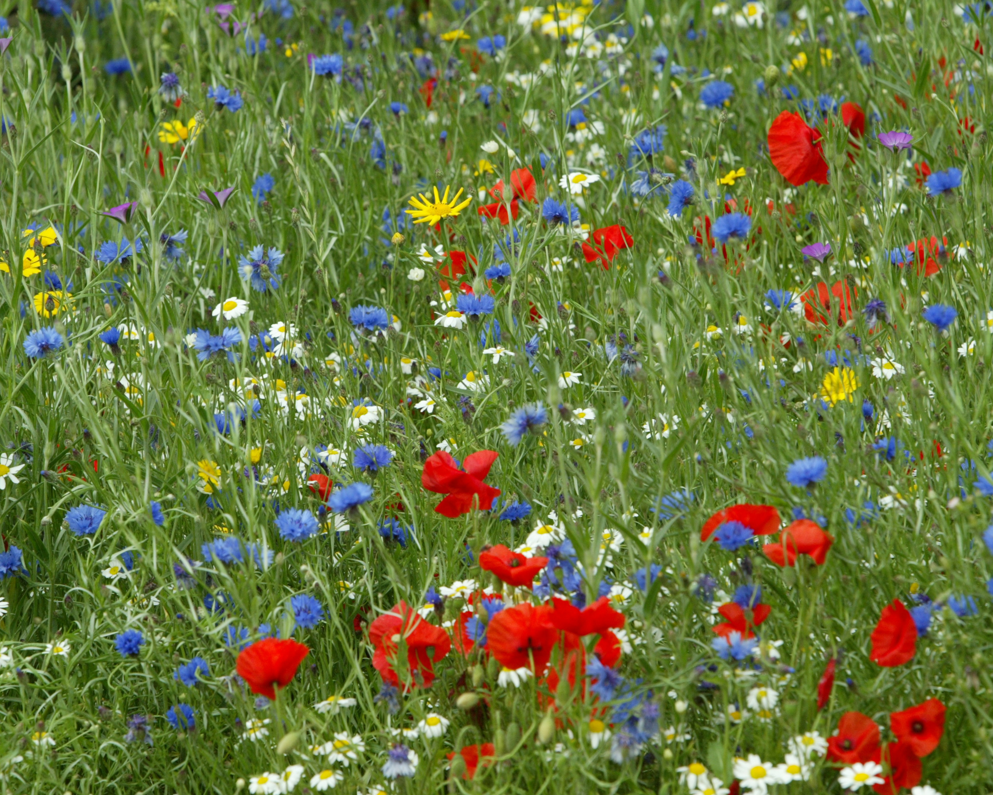 When to cut a wildflower meadow and what to do Gardeningetc