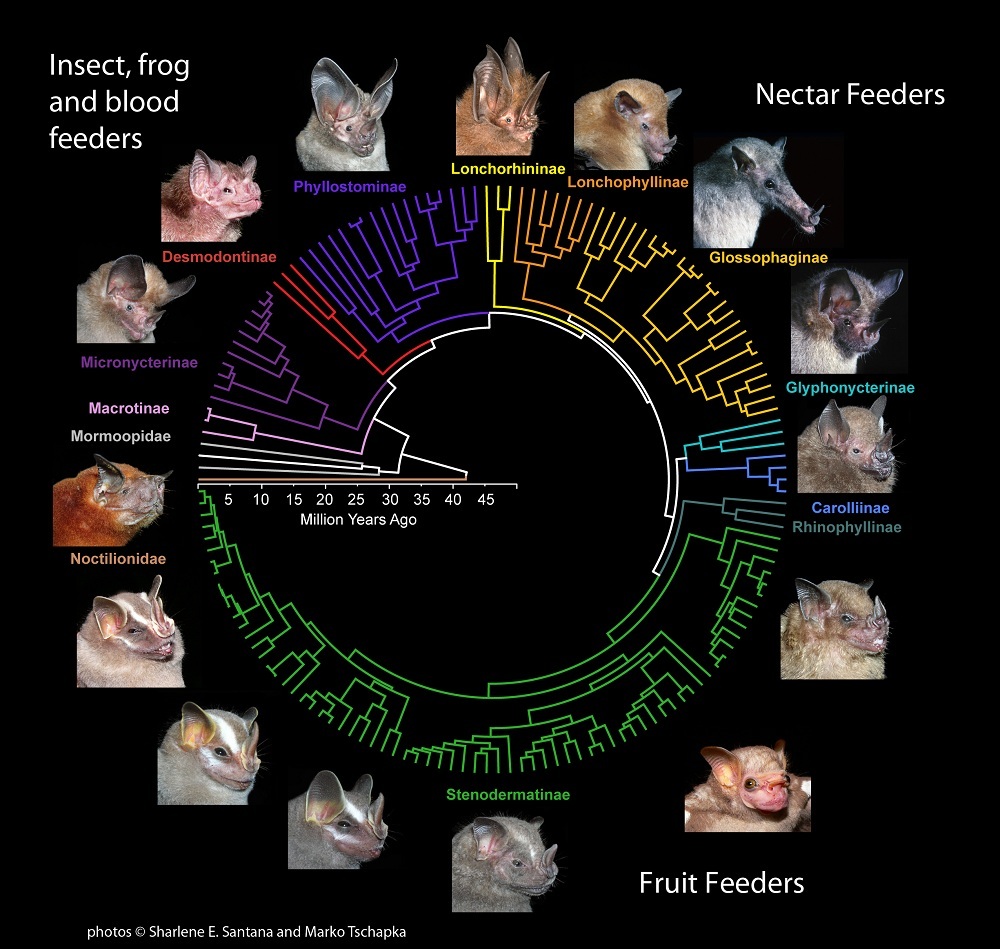 bats, bat evolution, fruit eating bats, insect eating bats, niche adaptation, new food sources, bite force, skull shape, strong jaw shape, leaf-nosed bats,