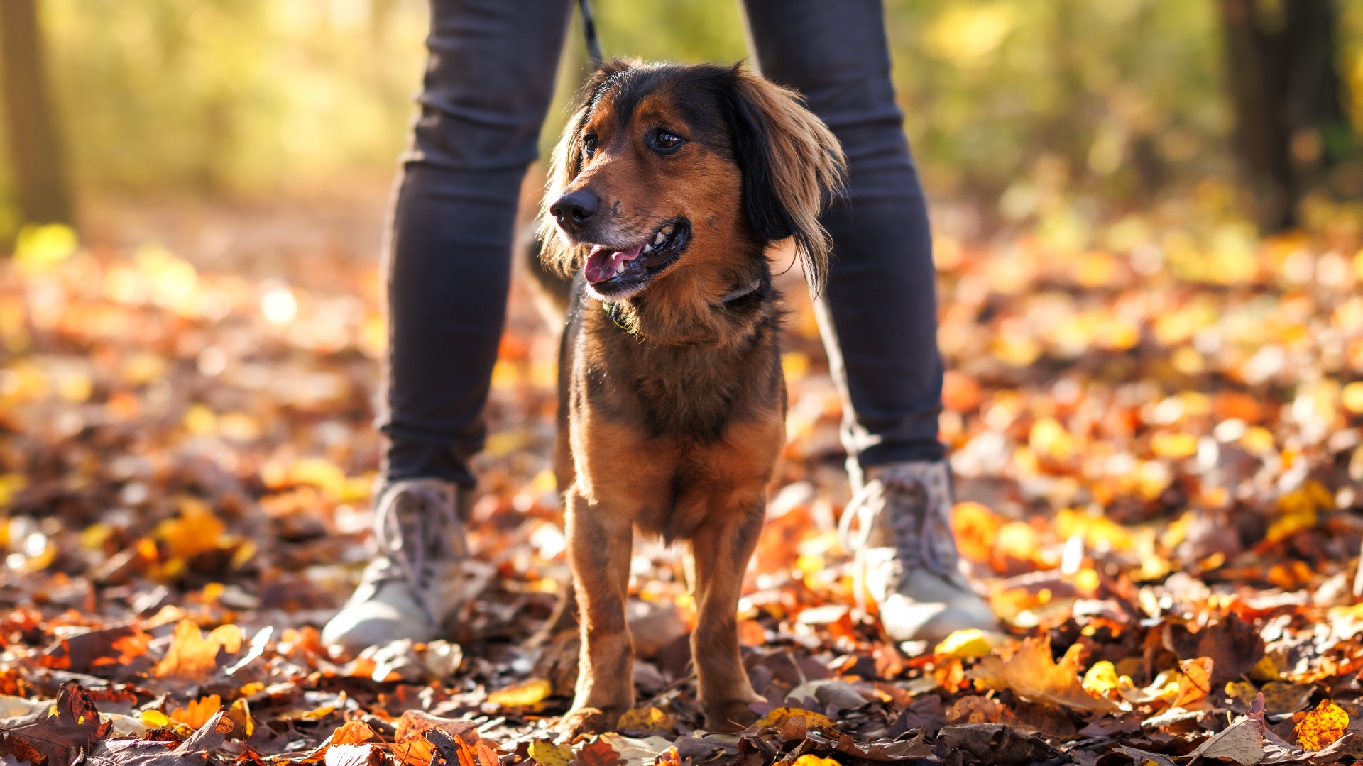 Dog owners! Here’s three trainerapproved things you can do if your dog