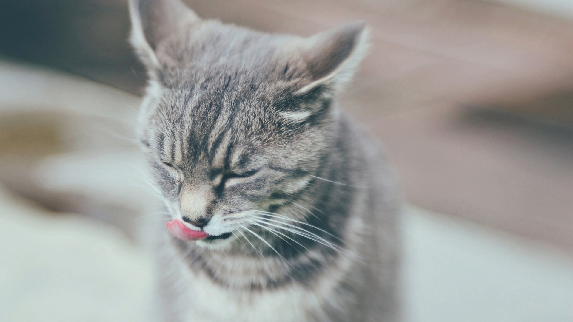 Vet reveals 7 reasons why your cat licks their lips PetsRadar