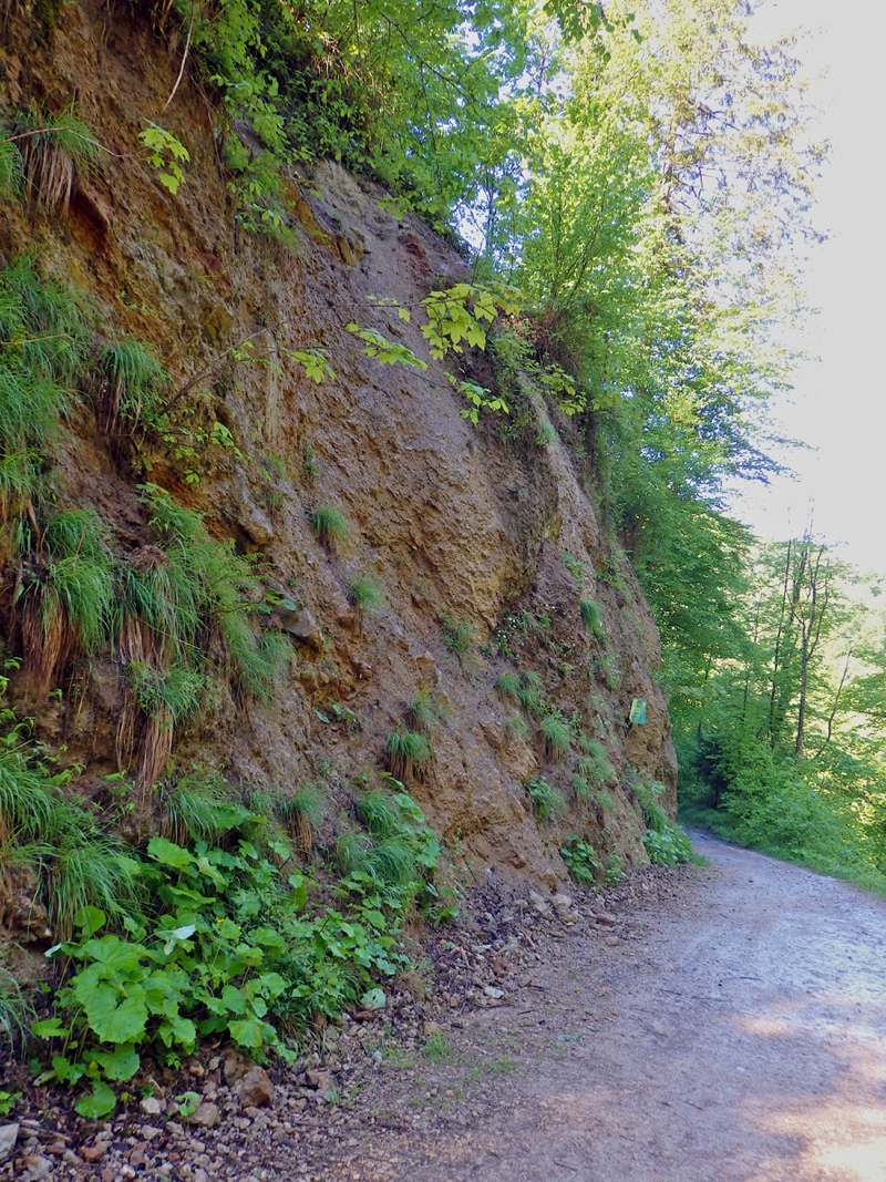 Place of discovery of the deep-sea fossils in the Alps near Salzburg.