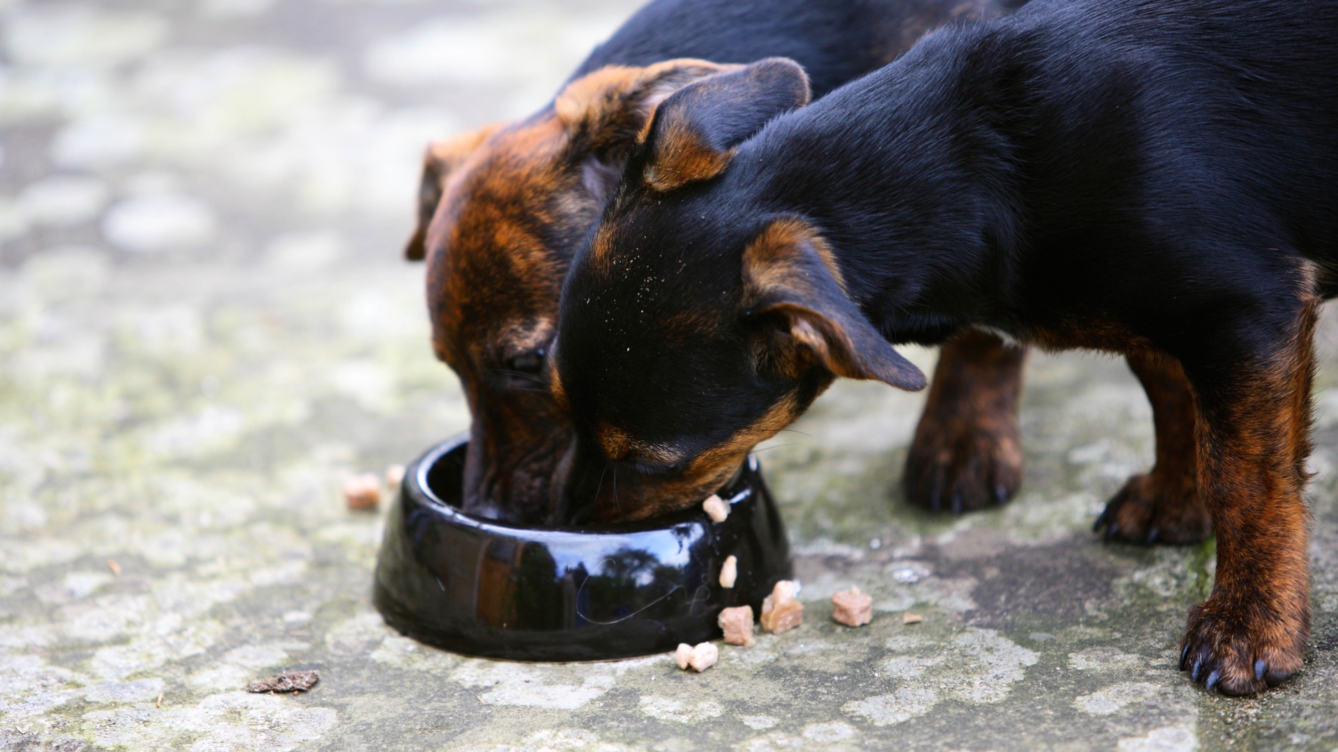 11 things to check when your dog is not eating, according to a trained