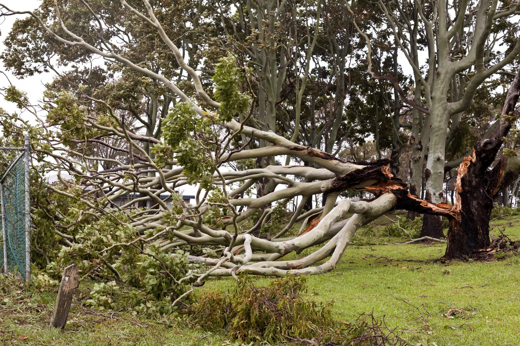 Eucalyptus Trees And Wind How To Prevent Or Treat Eucalyptus Tree