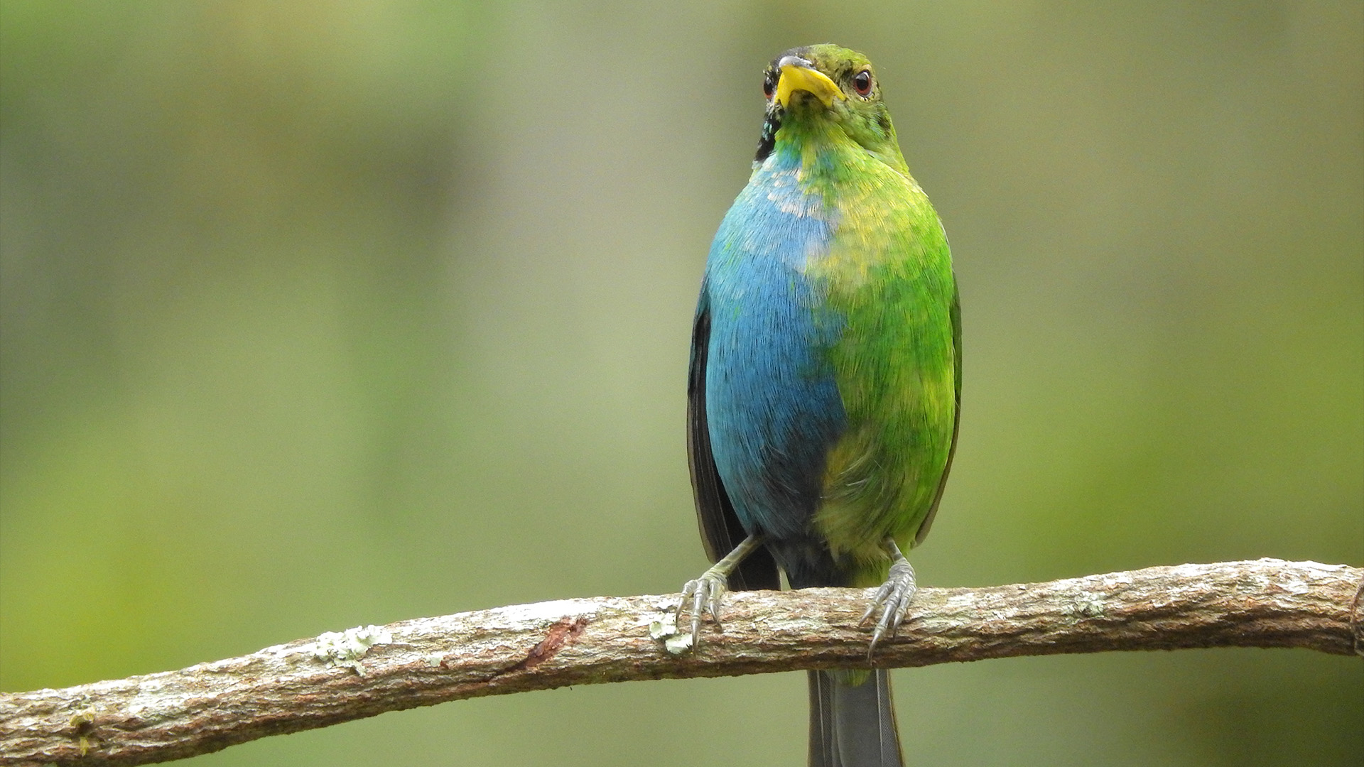A photo showing how the green and blue bird&rsquo;s coloration is perfectly split down the midline of its belly