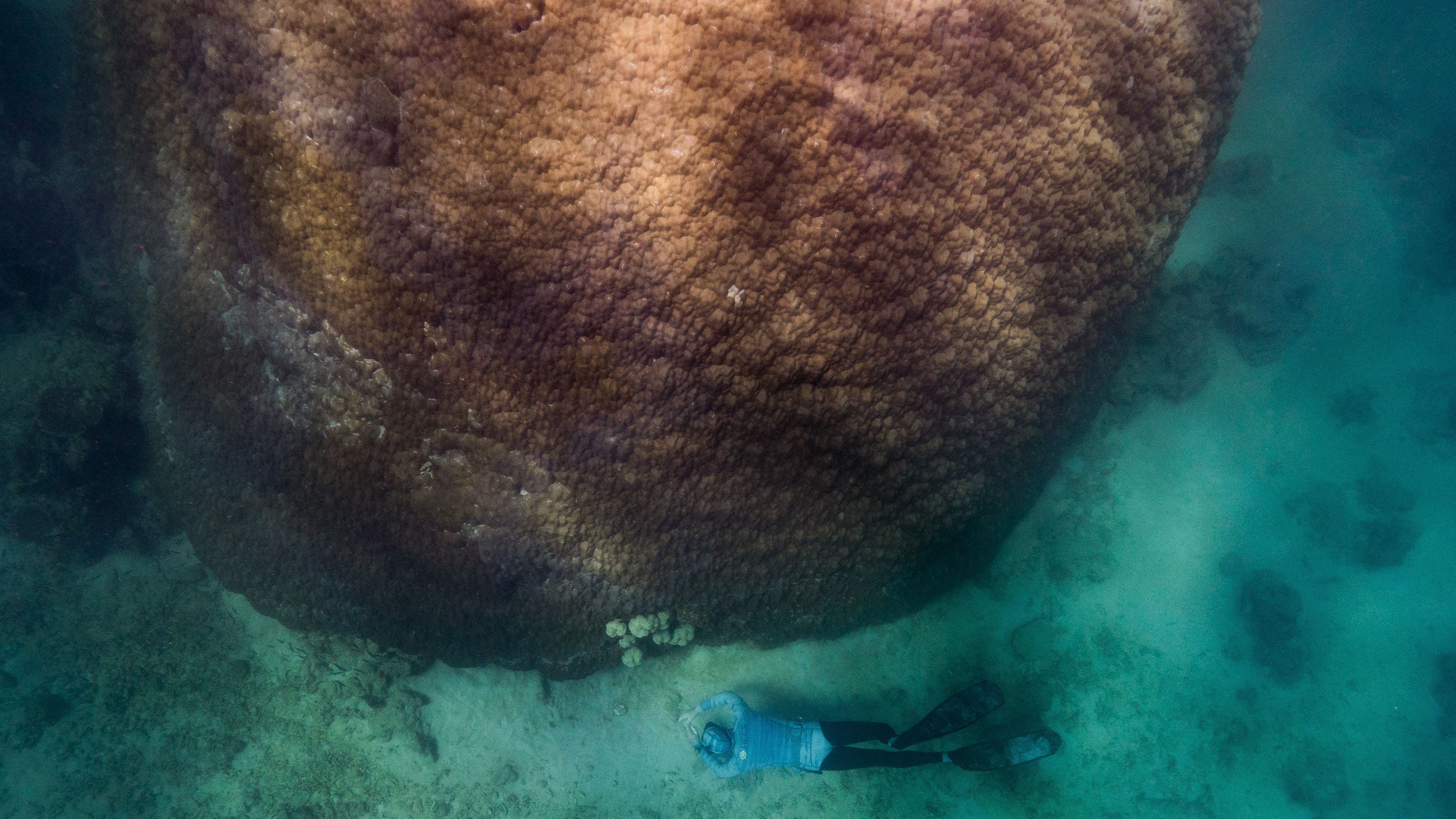 The massive coral colony “Muga dhambi” is one of the largest and oldest of its kind in the Great Barrier Reef.