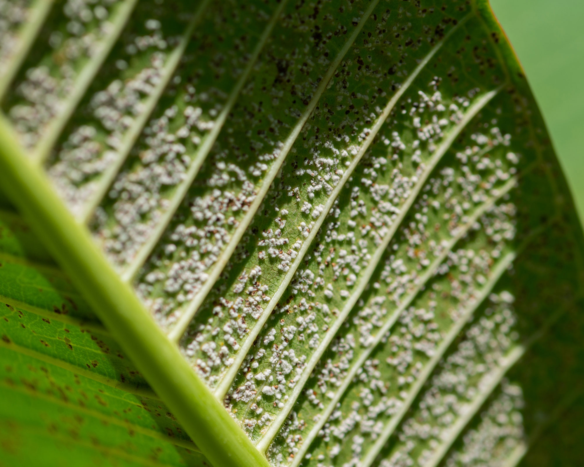 How to identify houseplant pests Gnats, spider mites, aphids and more