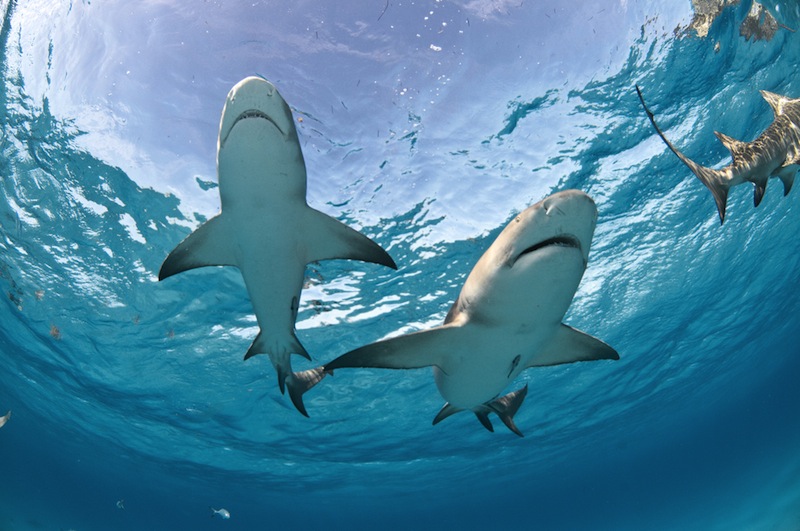 Sharks Swimming