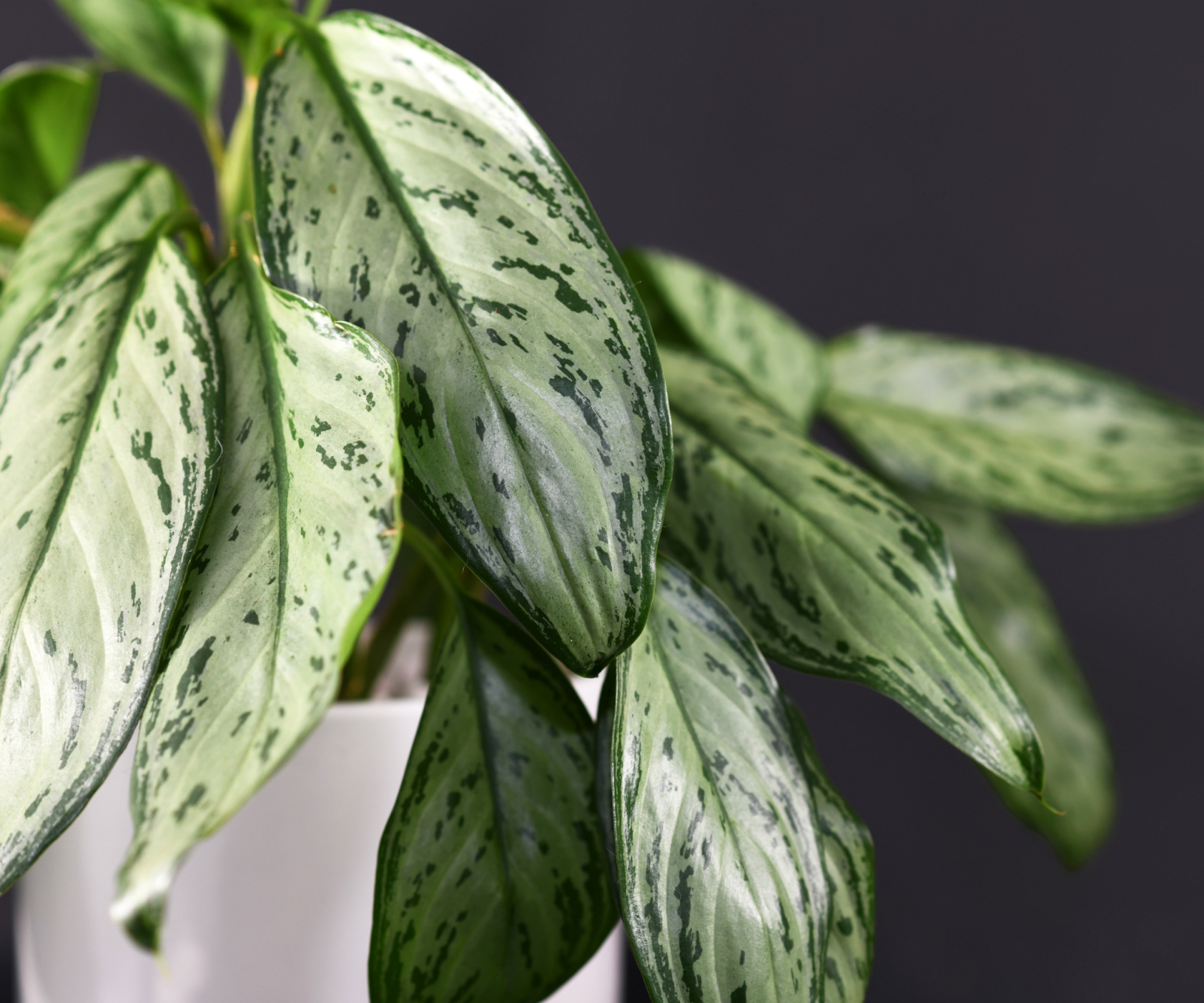 Chinese evergreen care guide 5 expert tips to keep…