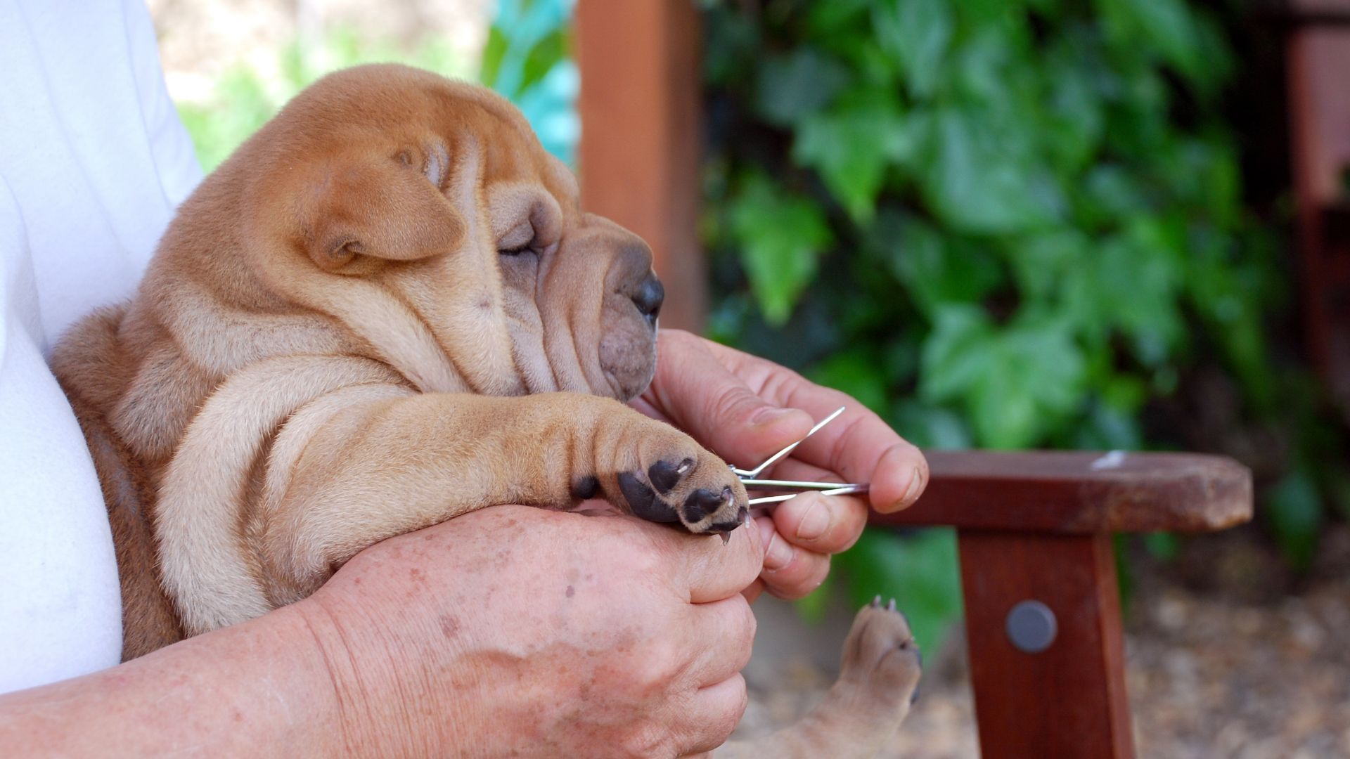 How do you clip a dog’s nails? A vet reveals everything you need to