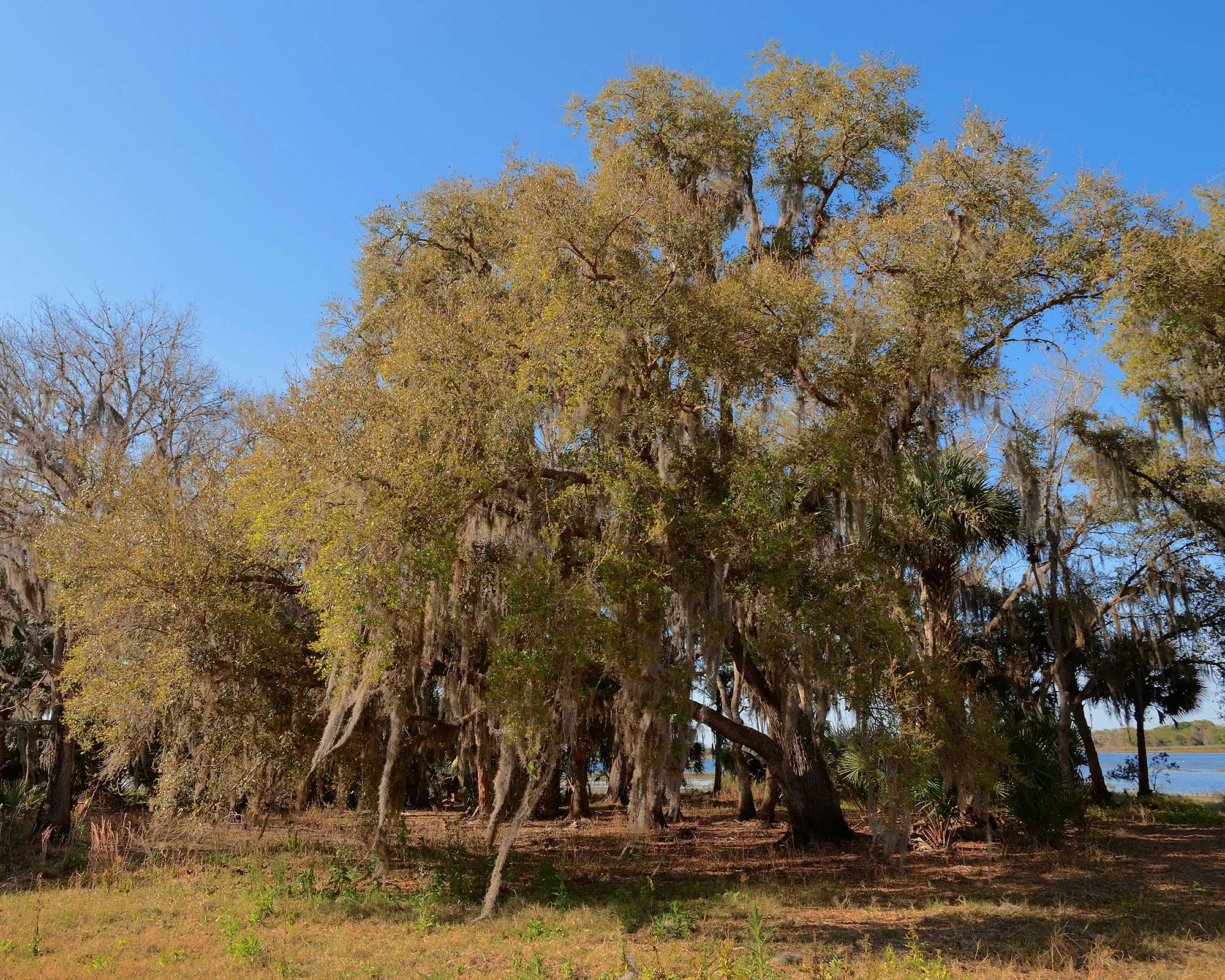 Live oak care and growing guide tips for these trees Gardeningetc
