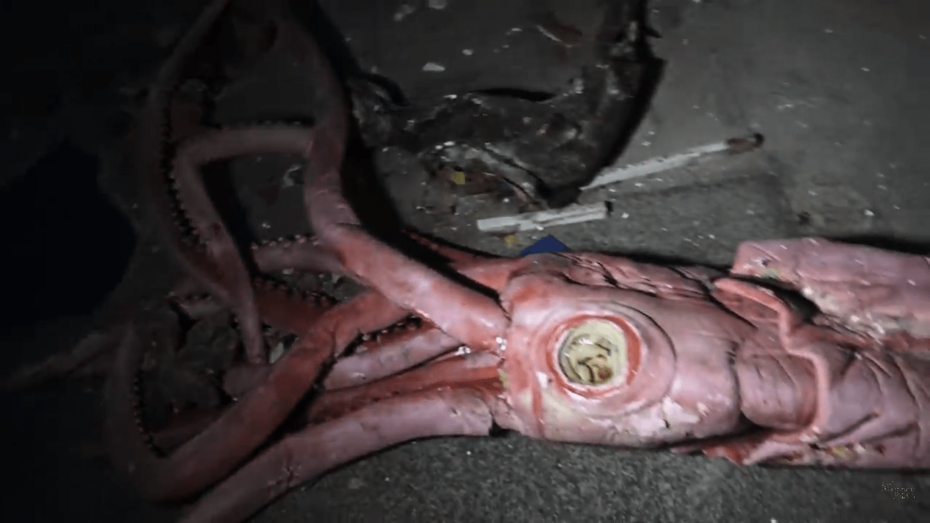 A lifelike foam replica of a giant squid which fell to the aquarium&rsquo;s floor.