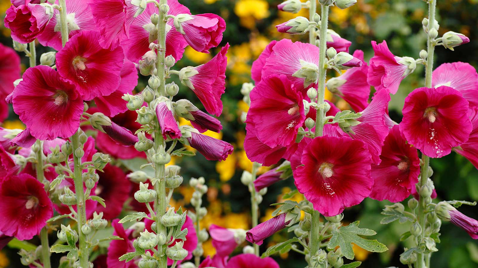 Hollyhocks care and growing guide expert tips Homes & Gardens