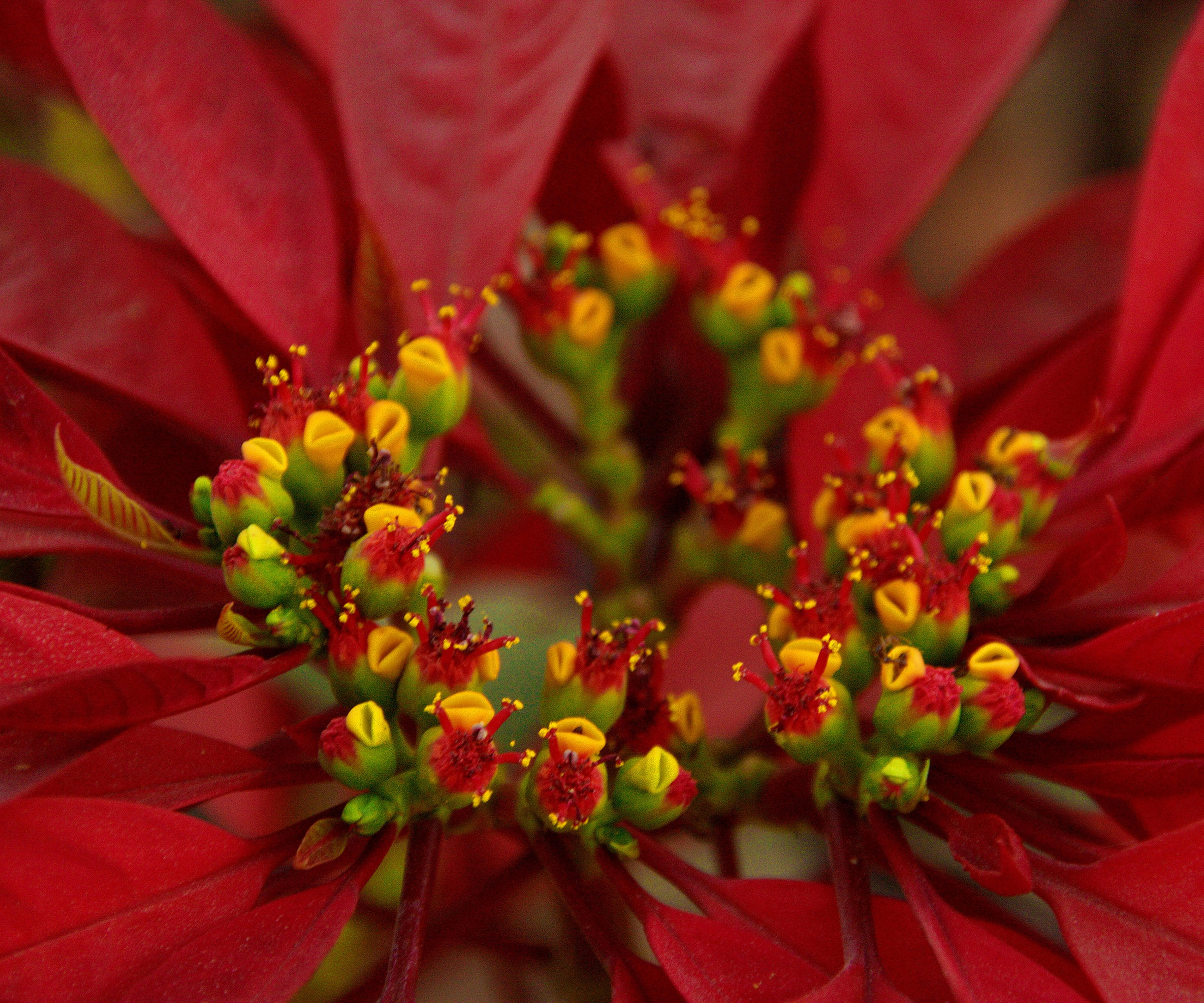 Learn how to propagate a poinsettia with our expert guide Homes & Gardens