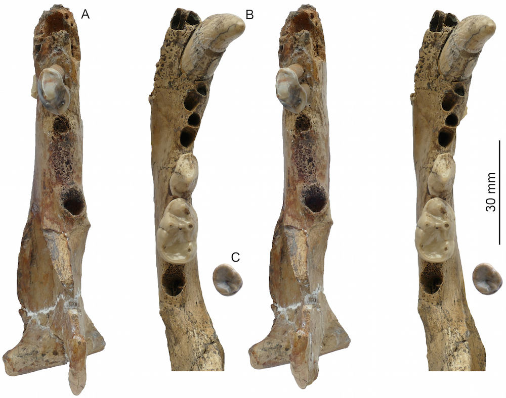 Fearsome ancient otter
