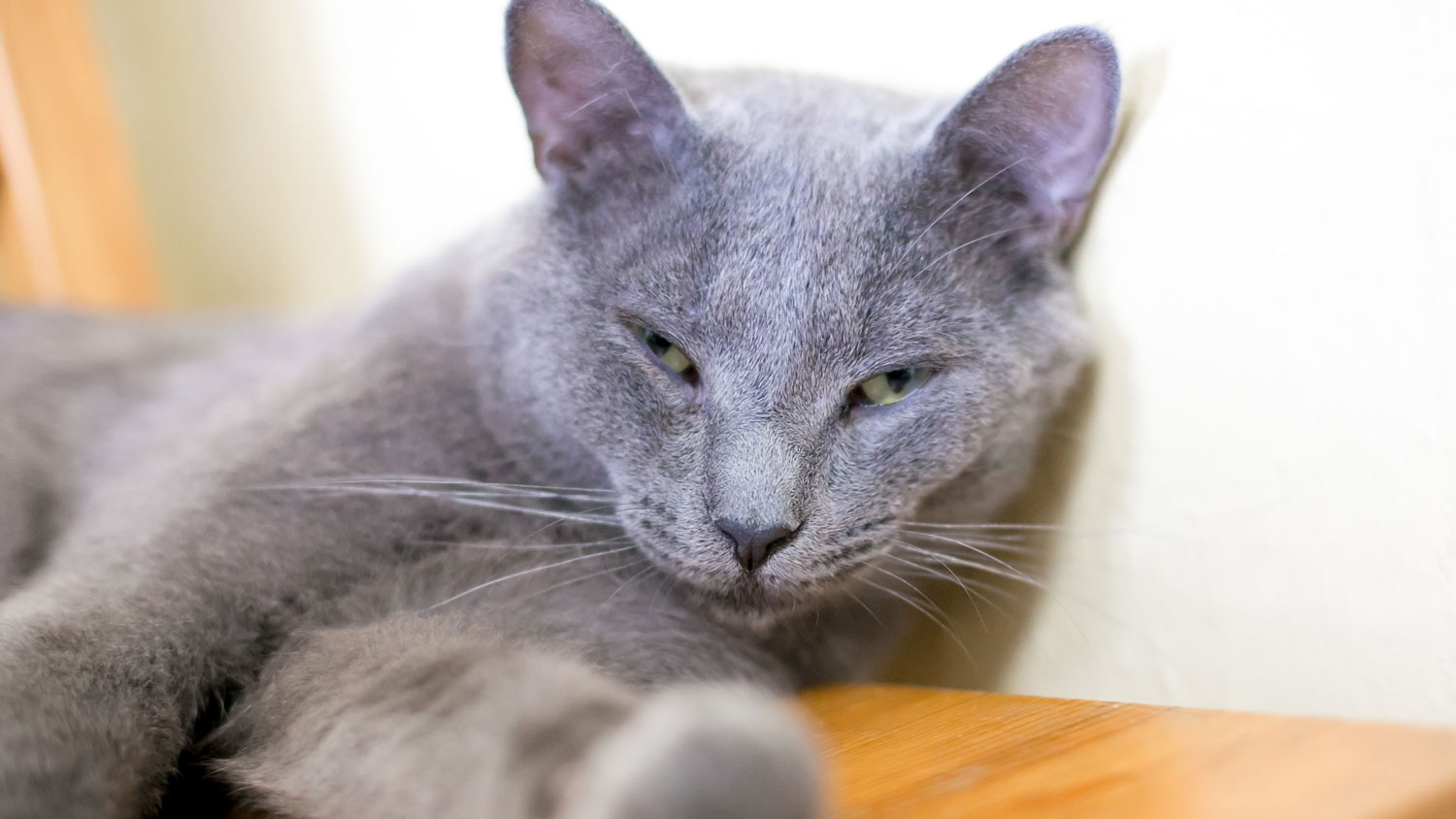 Why do cats blink? And does blinking slowly help with feline