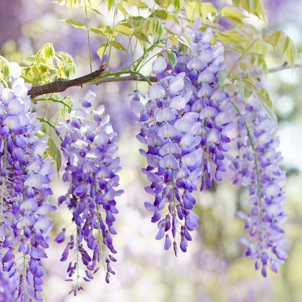 How well does wisteria grow in pots? Try this and find out Ideal Home