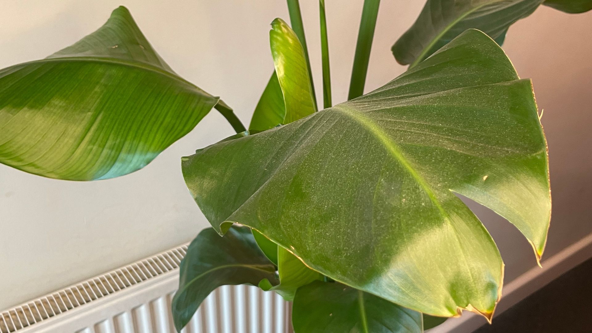 How to clean plant leaves, according to gardening experts Woman & Home