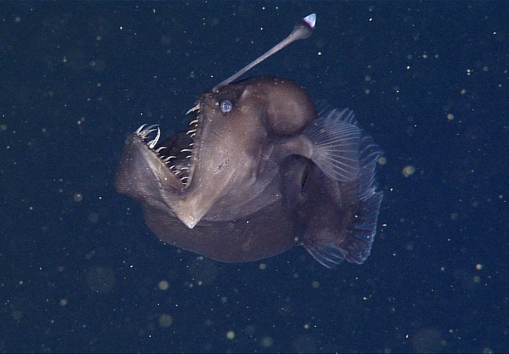 Creepy DeepSea Anglerfish Captured in Rare Video Live Science