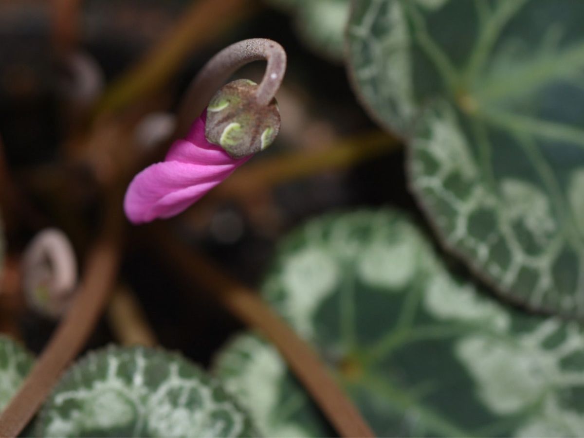 Cyclamen Buds Not Opening Gardening Know How
