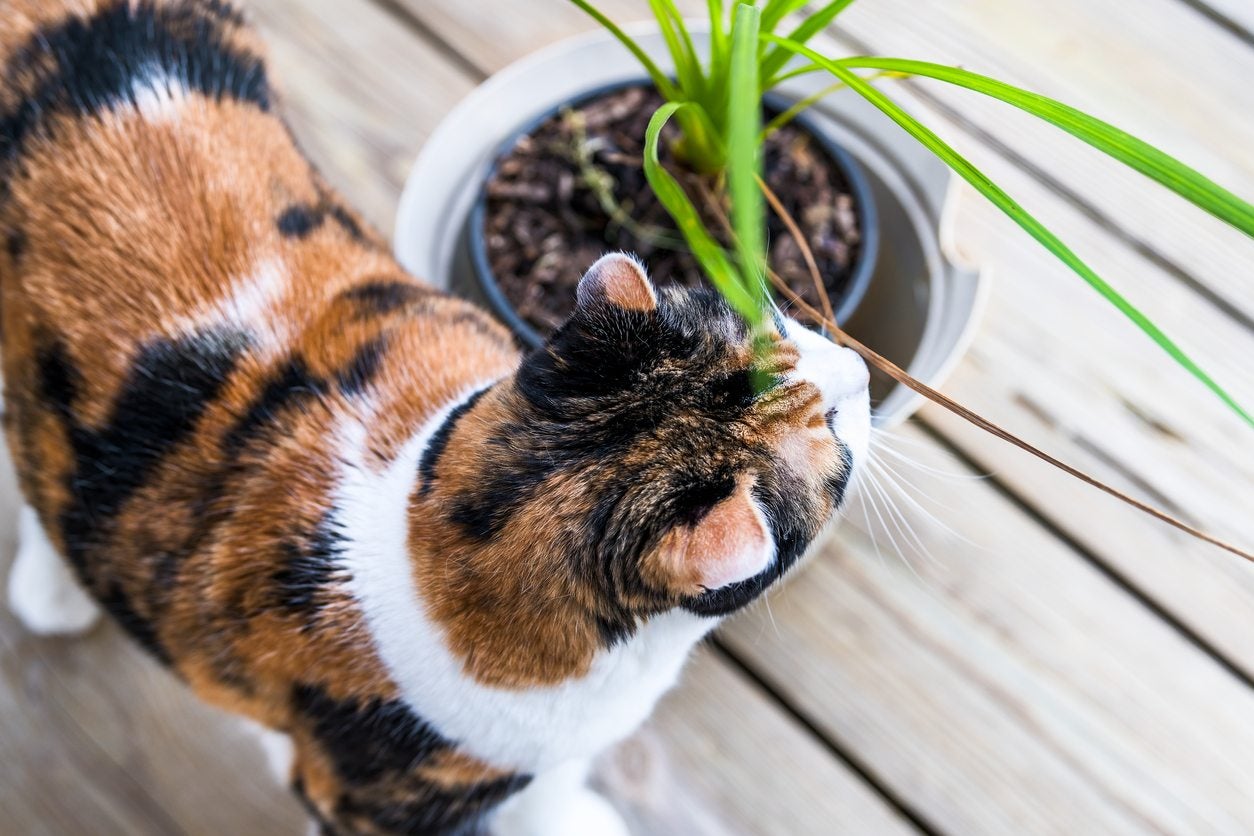 Is Your Cat Or Dog Eating Dracaena Learn About Dracaena Pet Poisoning
