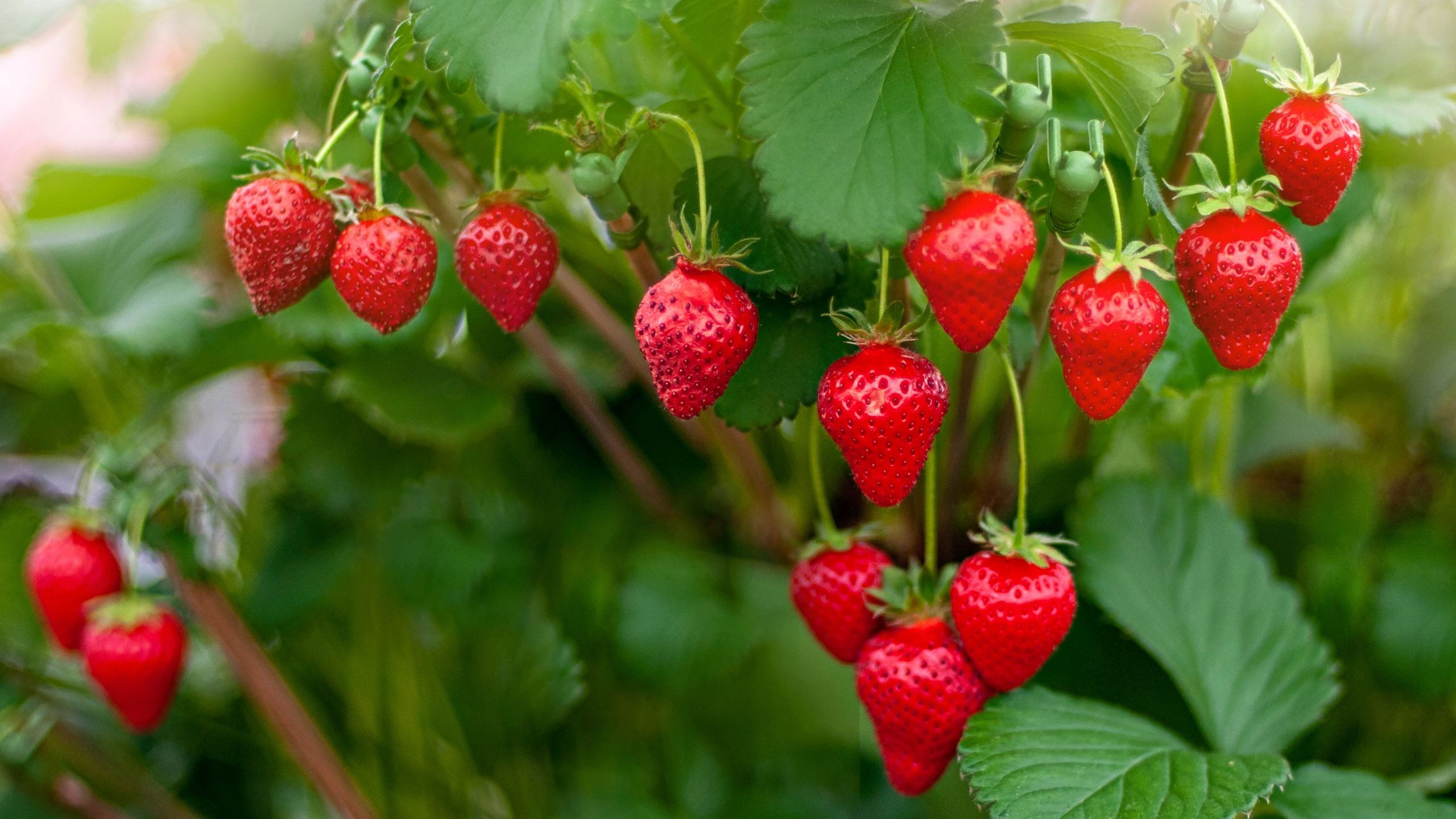 How long do strawberries take to grow? An expert guide Ideal Home