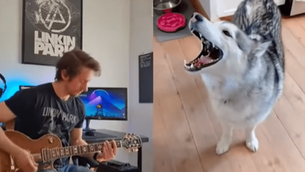 Watch this husky scream to Linkin Park's Given Up Louder