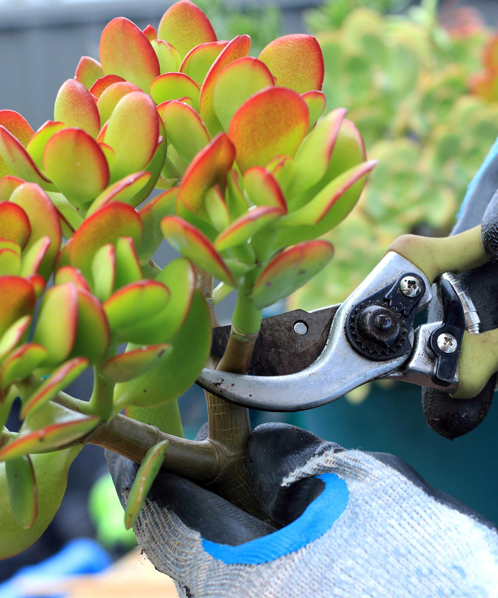 How to prune succulents top tips Homes & Gardens
