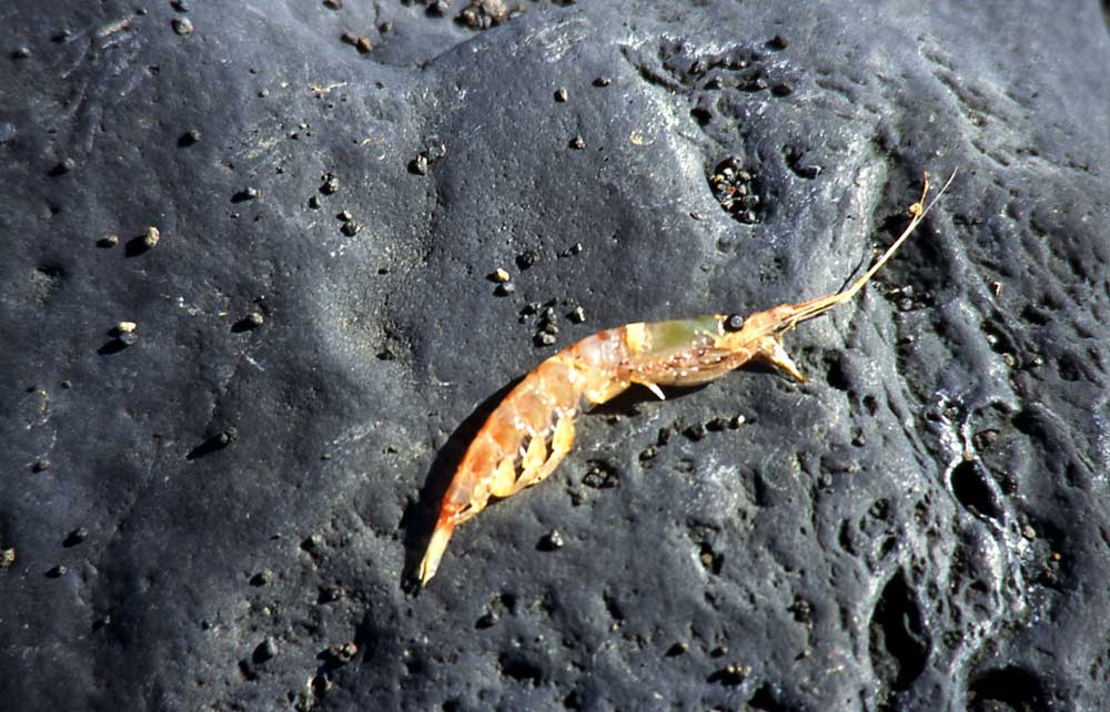 shrimplike crustacean called a krill in Antarctica.