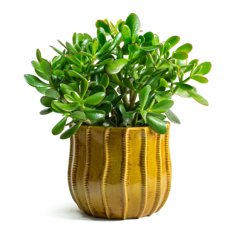 Best winter houseplants 21 plants to grow indoors in winter Homes