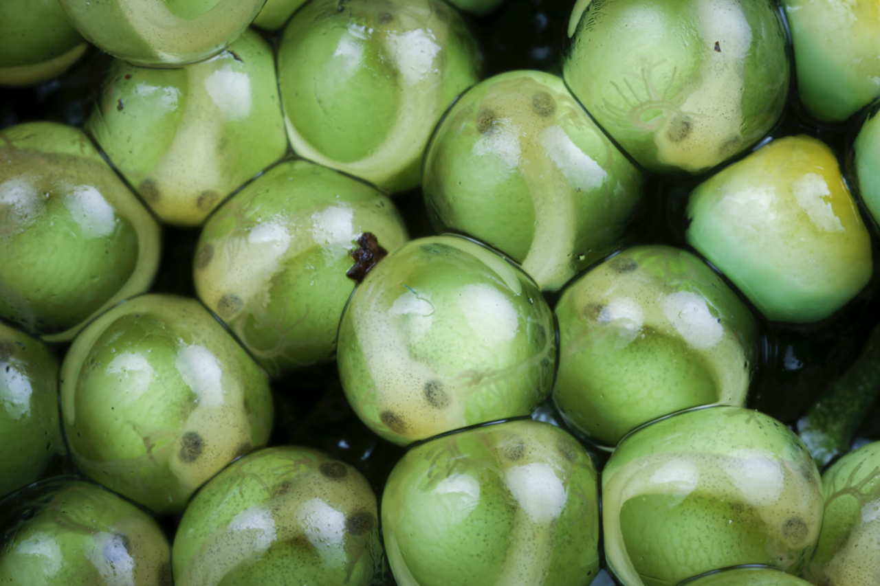 Gliding treefrog siblings at an early developmental stage.