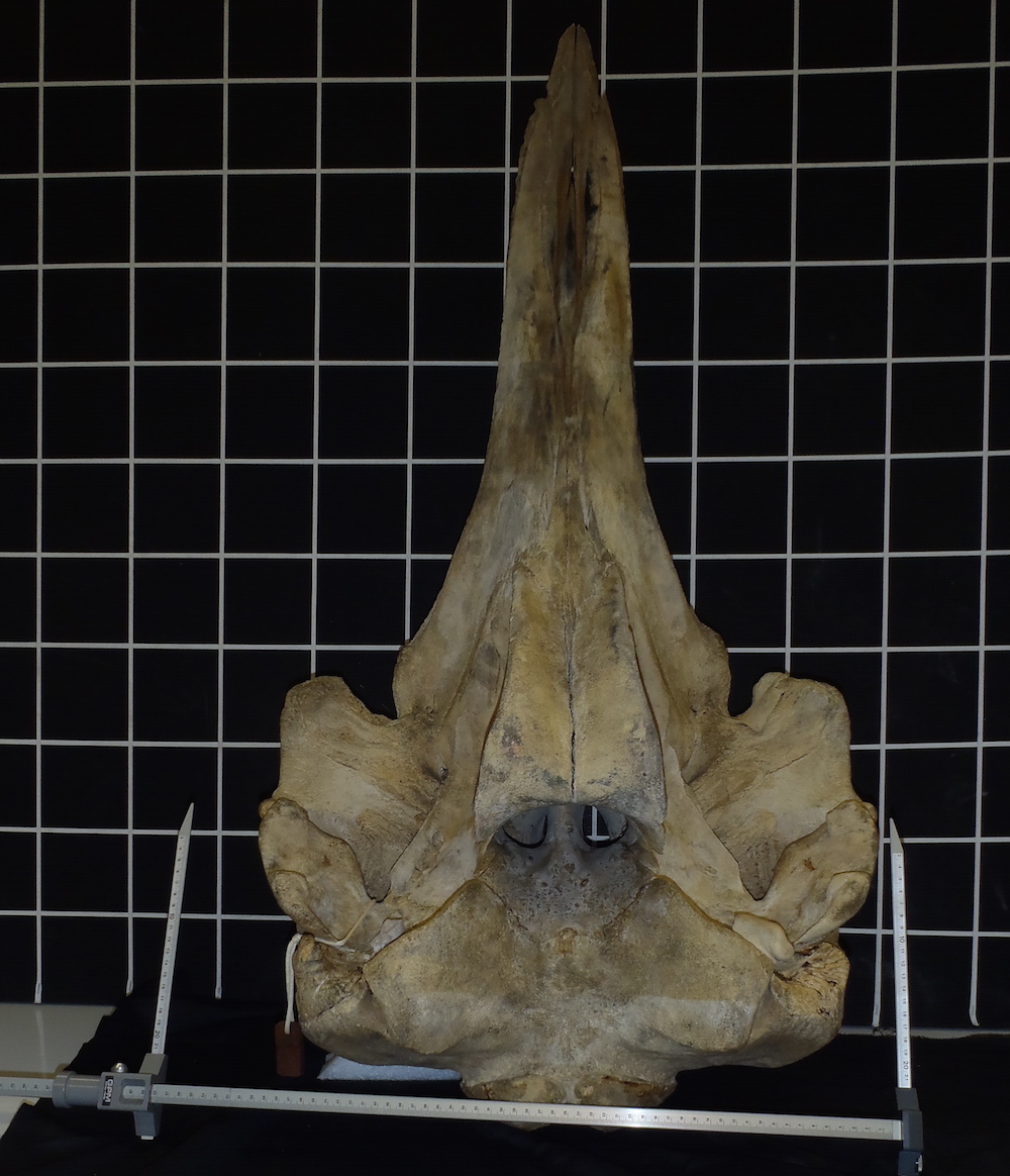 A skull of the newly identified species that’s been housed at the Smithsonian Institution National Museum of Natural History in Washington, D.C., since 1948. Back then, researchers thought it was another species of whale.