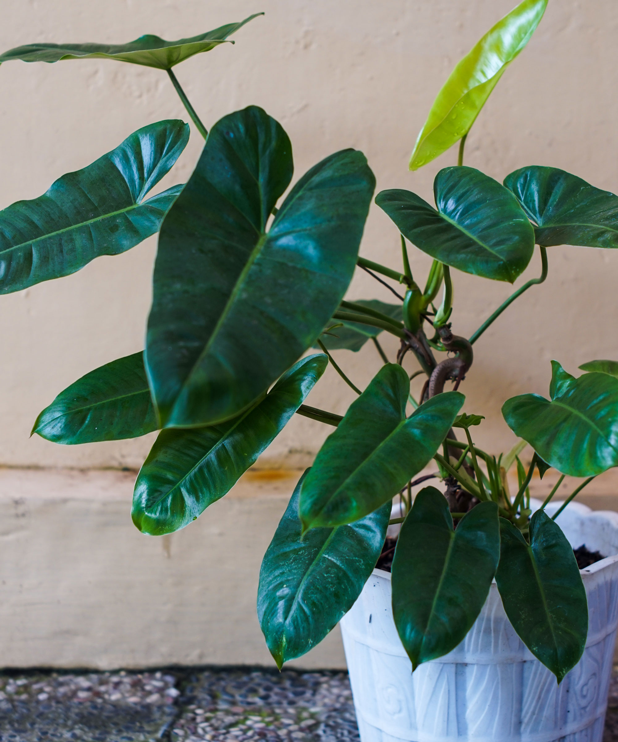 Why is my philodendron turning yellow? How to put a stop to it Homes